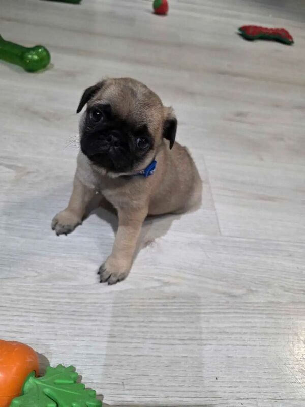 Only 2 pug left in the litter for sale in Earlsfield, Greater London - Image 2