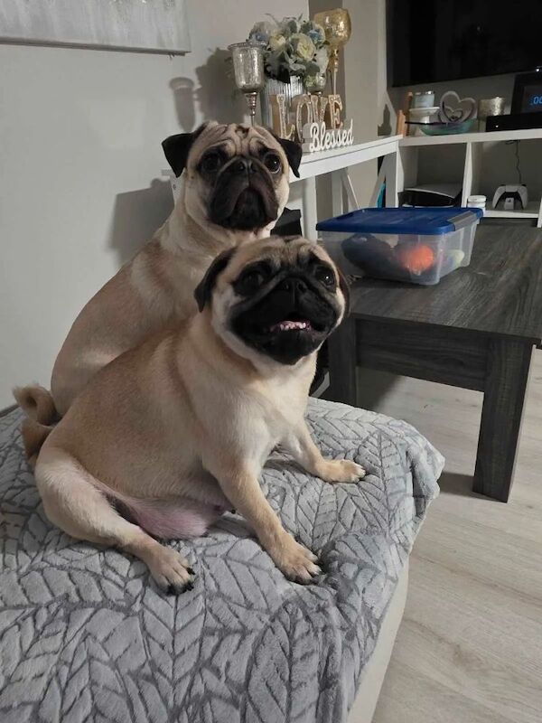 Only 2 pug left in the litter for sale in Earlsfield, Greater London - Image 4