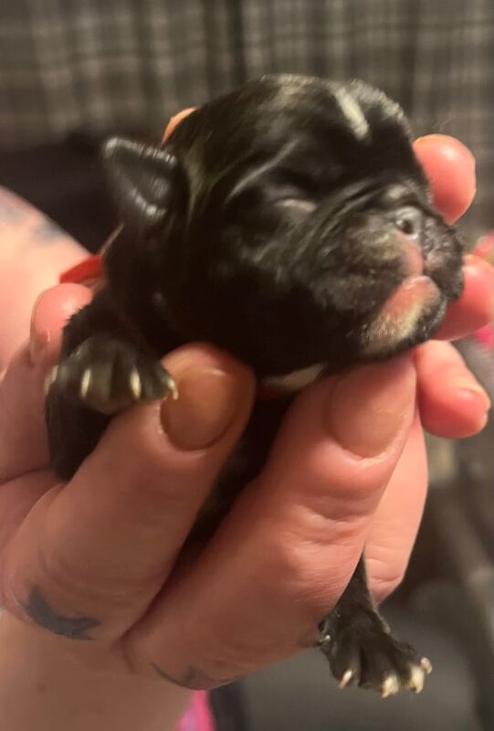 Pug puppies for sale in Inverurie, Aberdeenshire – KC registered, 10 months old - Image 2 of 3