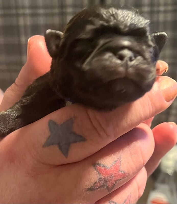 Pug puppies for sale in Inverurie, Aberdeenshire – KC registered, 10 months old - Image 3 of 3