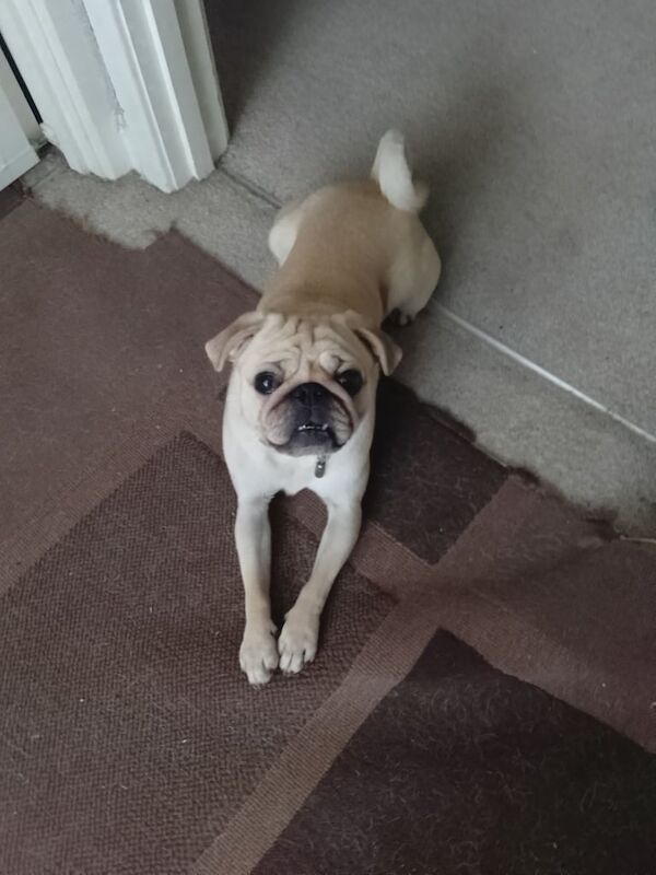 Pug puppies for sale in Southampton, Hampshire – 1 year old
