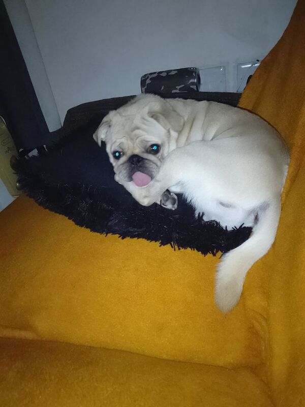Pug puppies for sale in Southampton, Hampshire – 1 year old - Image 2 of 3