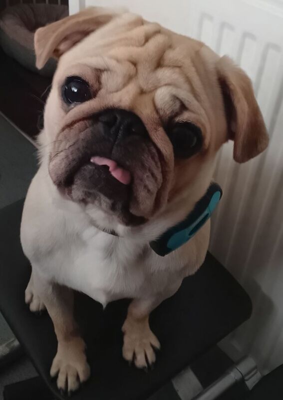 Pug puppies for sale in Southampton, Hampshire – 1 year old - Image 3 of 3