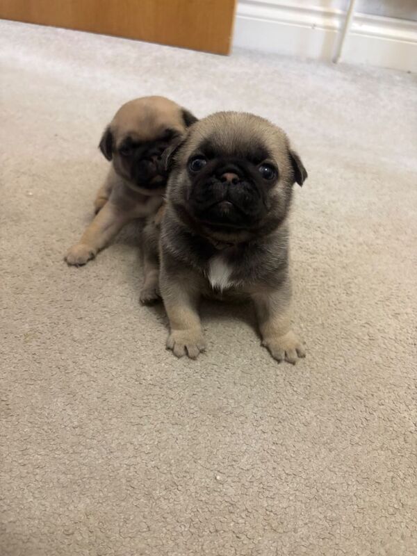 Pug Puppies For Sale