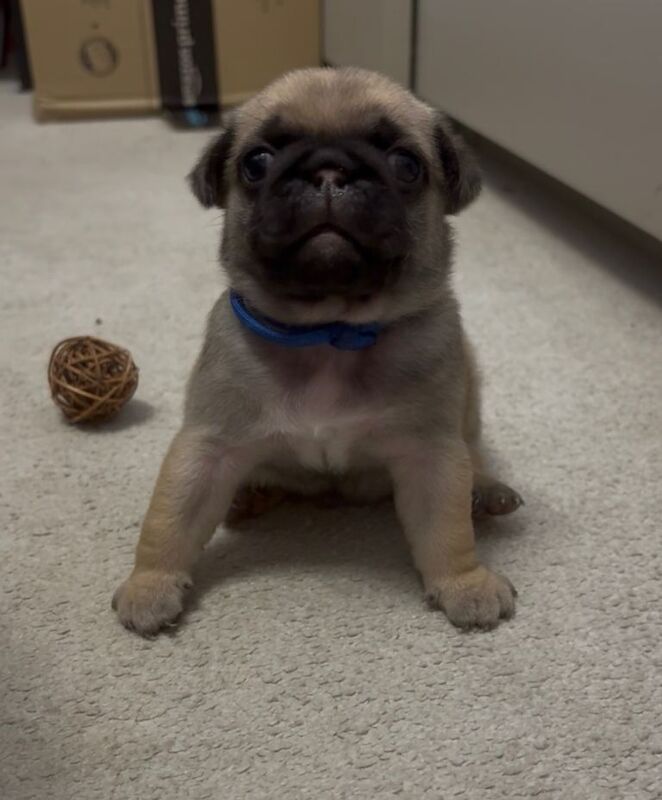 Pedigree pug puppies - Image 2 of 3