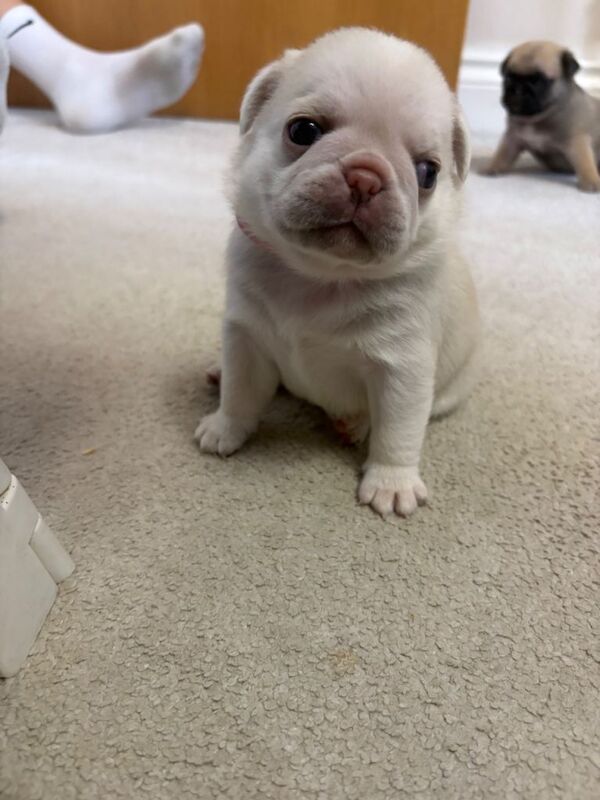 Pedigree pug puppies - Image 3 of 3