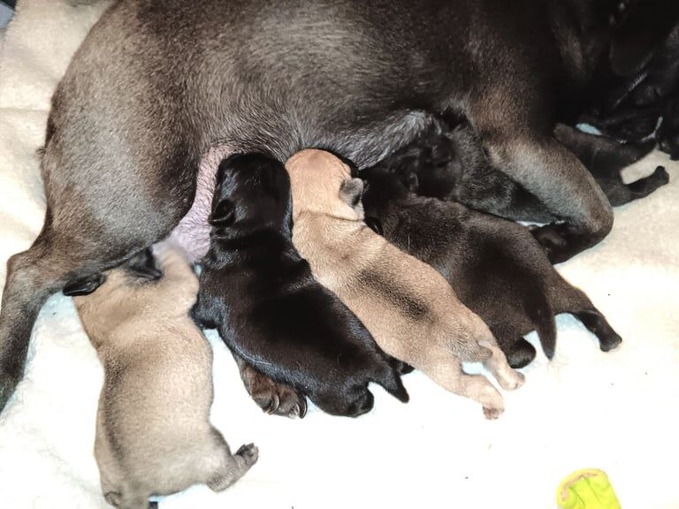 Pedigree Pug Pups for sale in Paisley, Renfrewshire - Image 1