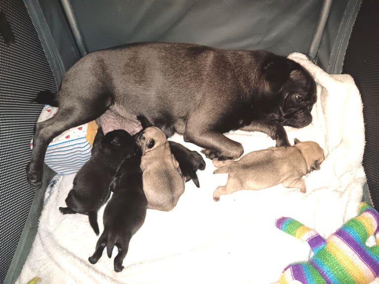 Pedigree Pug Pups for sale in Paisley, Renfrewshire - Image 2