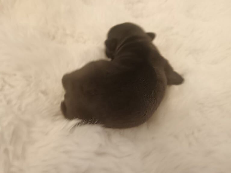 Pedigree Pug Pups for sale in Paisley, Renfrewshire - Image 3