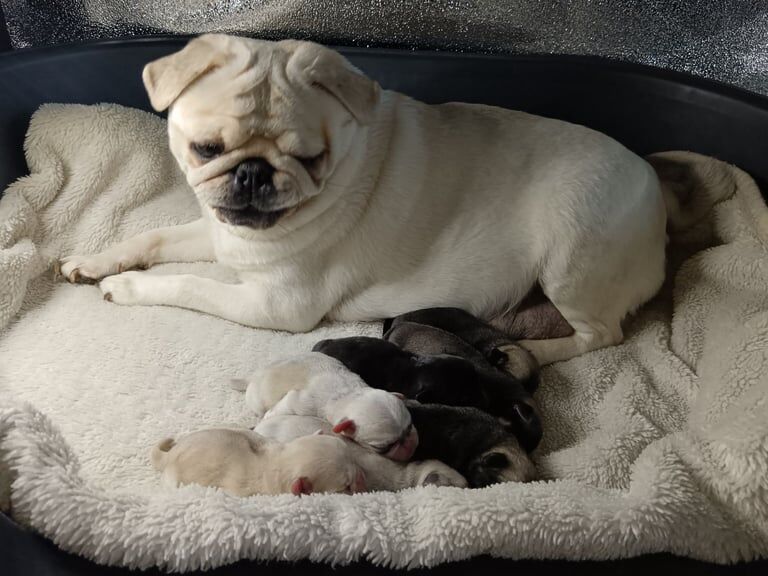 Pedigree Pug Pups for sale in Paisley, Renfrewshire
