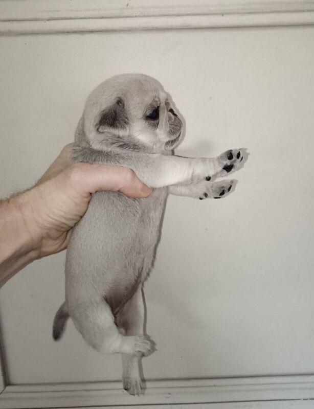 Pedigree Pug Pups for sale in Paisley, Renfrewshire | Image 2