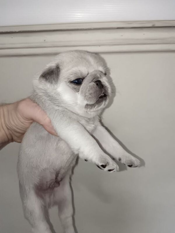 Pedigree Pug Pups for sale in Paisley, Renfrewshire | Image 3