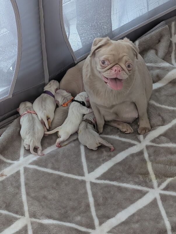 Pug puppies for sale in Southend-on-Sea, Essex – KC registered, 10 months old - Image 2 of 3