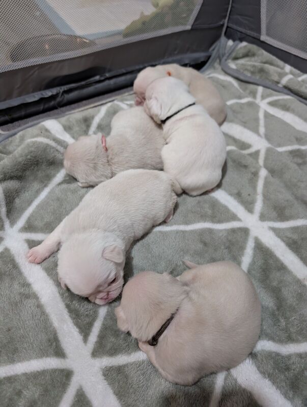 Pug puppies for sale in Southend-on-Sea, Essex – KC registered, 10 months old - Image 3 of 3