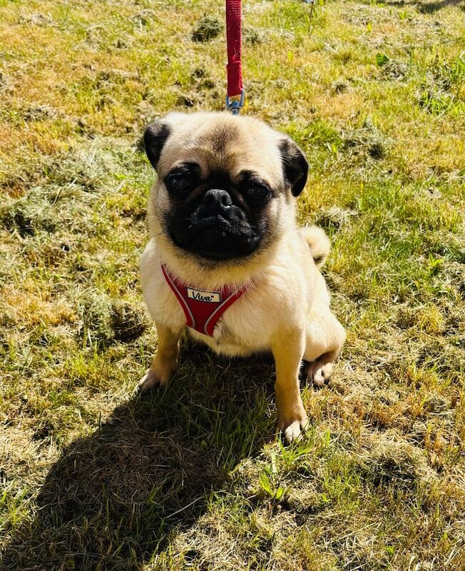 Playful & Affectionate 1-Year-Old Pedigree Pug Rocky Needs a Loving Home for sale in Middlesbrough, North Yorkshire