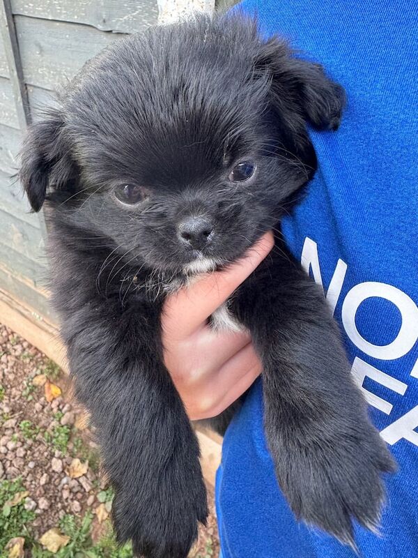 Pomapug puppies for sale in Hereford, Herefordshire
