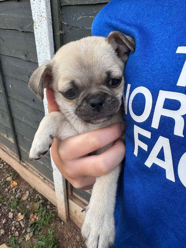 Pomapug puppies for sale in Hereford, Herefordshire | Image 2