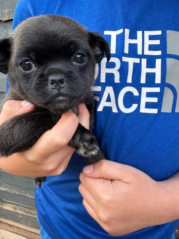 Pomapug puppies for sale in Hereford, Herefordshire | Image 3