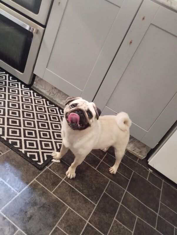 Pug for sale in Newry, County Armagh