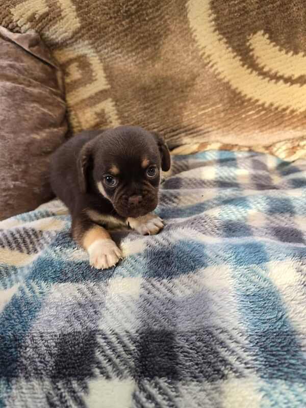 Pug puppies for sale in Great Yarmouth, Norfolk – 3 months old