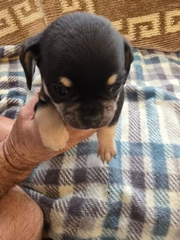 Pug puppies for sale in Great Yarmouth, Norfolk – 11 weeks old