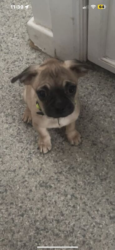 Pug puppies for sale in Hythe, Hampshire โ 4 months old