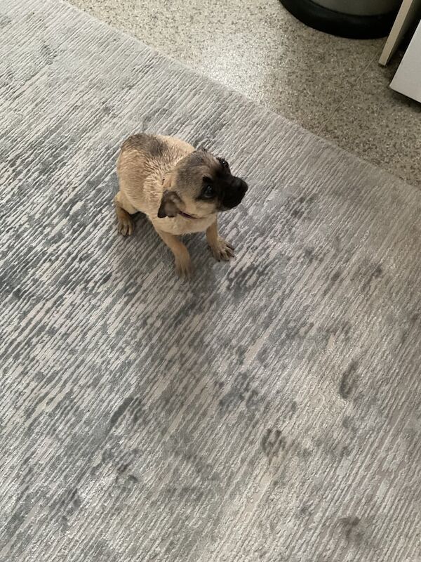 Pug puppies for sale in Hythe, Hampshire – 4 months old - Image 2 of 3