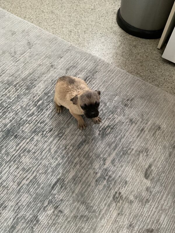 Pug puppies for sale in Hythe, Hampshire – 4 months old - Image 3 of 3