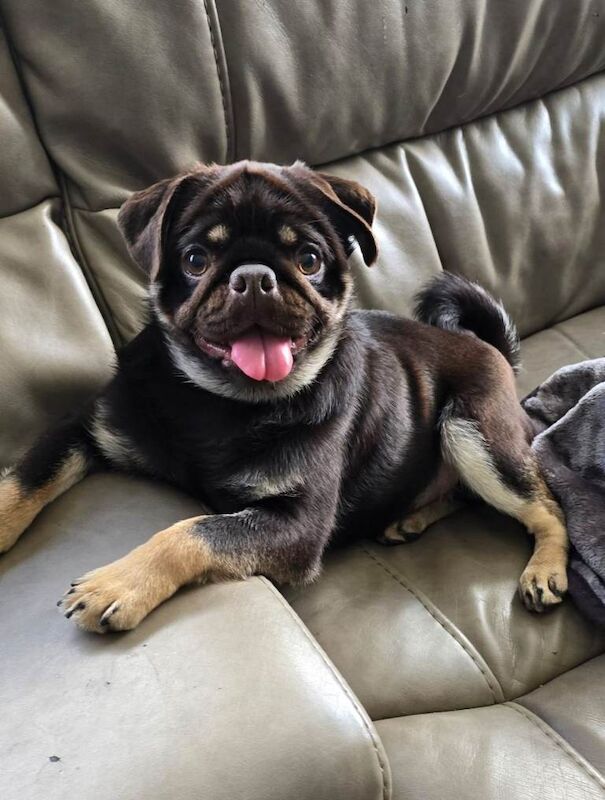 Pug Puppies For Sale Under £1,000