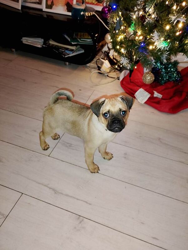 Pug puppies for sale in Londonderry, County Londonderry – 9 weeks old