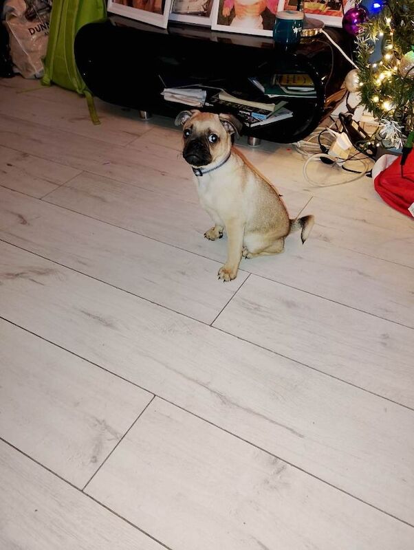 Pug puppies for sale in Londonderry, County Londonderry – 9 weeks old - Image 2 of 4