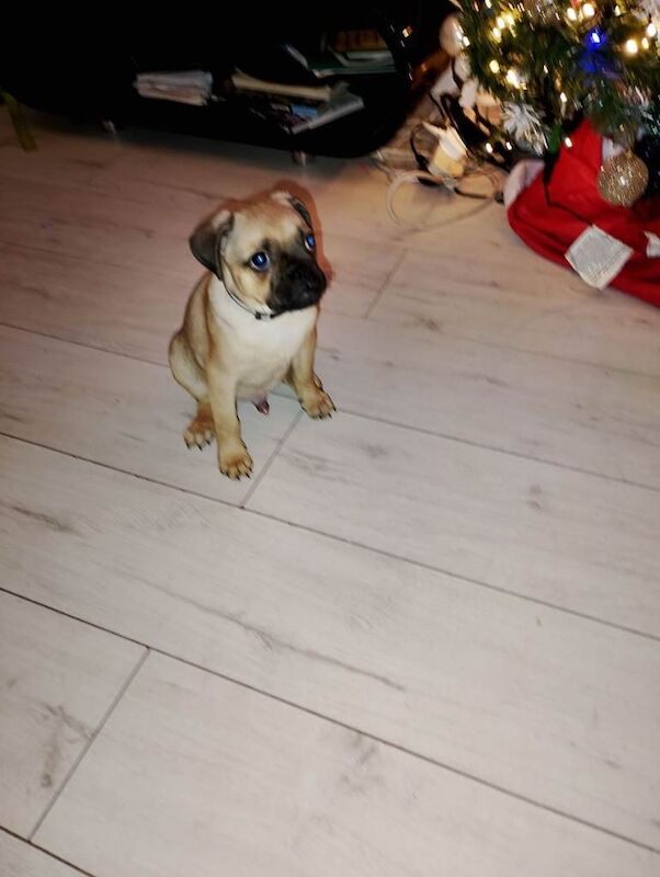 Pug puppies for sale in Londonderry, County Londonderry – 9 weeks old - Image 3 of 4