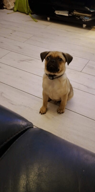 Pug puppies for sale in Londonderry, County Londonderry – 9 weeks old - Image 4 of 4