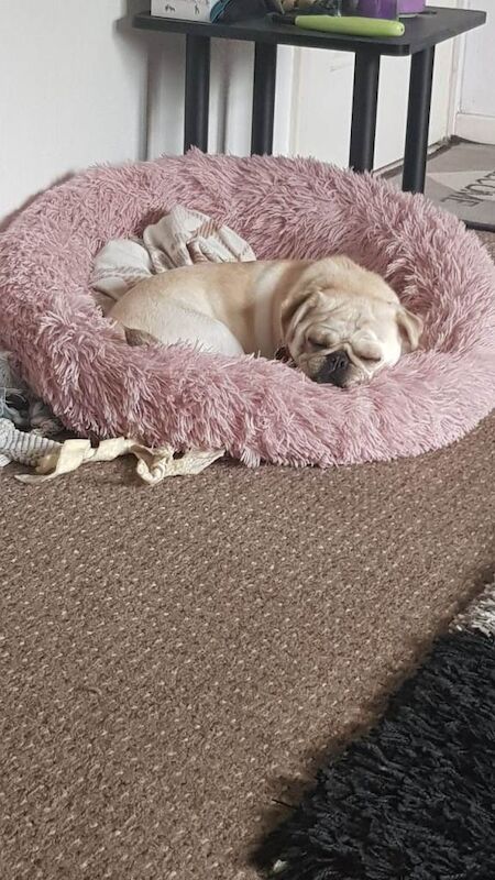 Pug puppies for sale in Bransholme, East Riding of Yorkshire – 1 year old