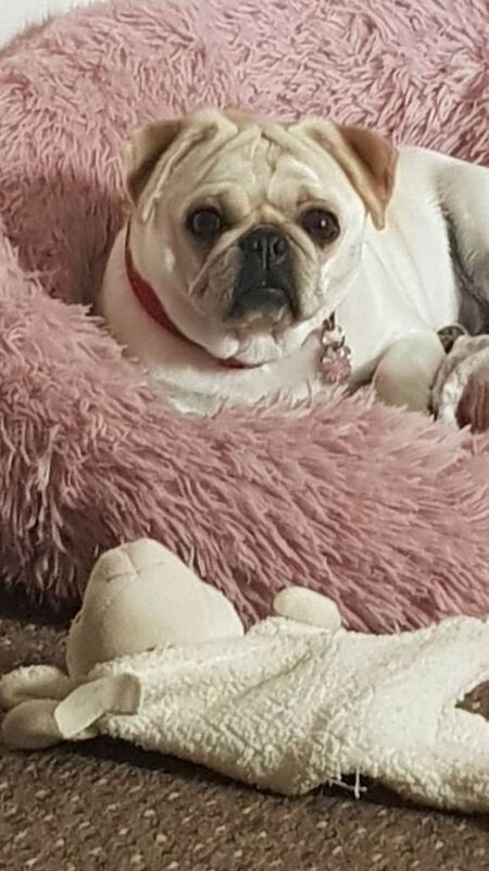 Pug puppies for sale in Bransholme, East Riding of Yorkshire – 1 year old - Image 2 of 2