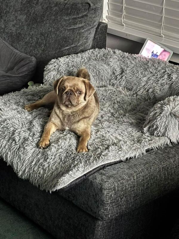 Pug puppies for sale in Newtownards, County Down – 1 year old - Image 2 of 3