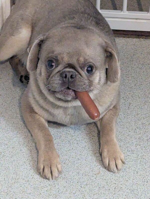 Pug puppies for sale in Newtownards, County Down – 1 year old - Image 3 of 3