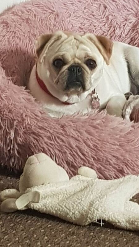 Pug Puppies For Sale
