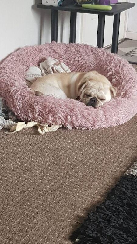 pug - Image 2 of 3