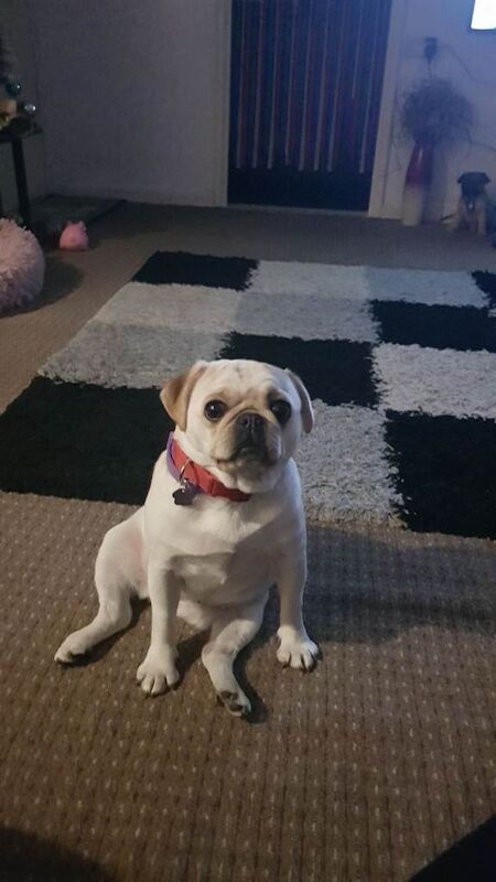 pug - Image 3 of 3