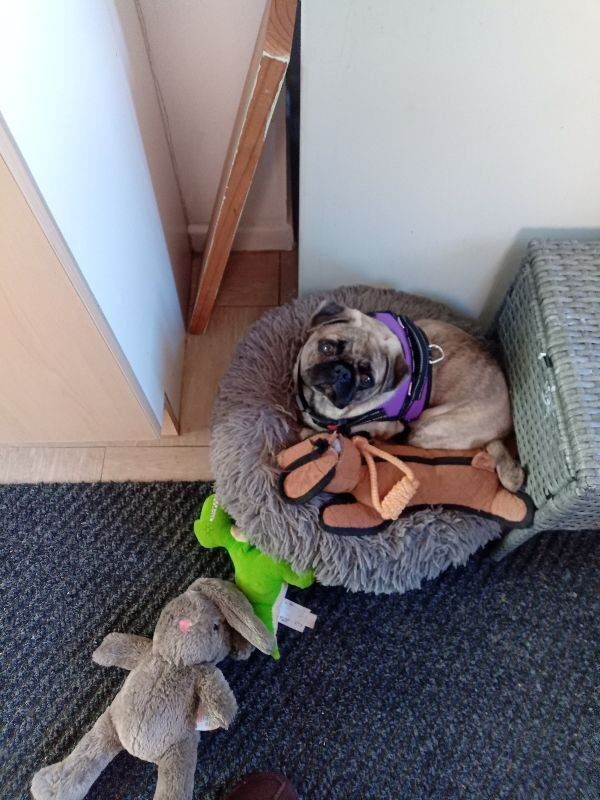 Pug