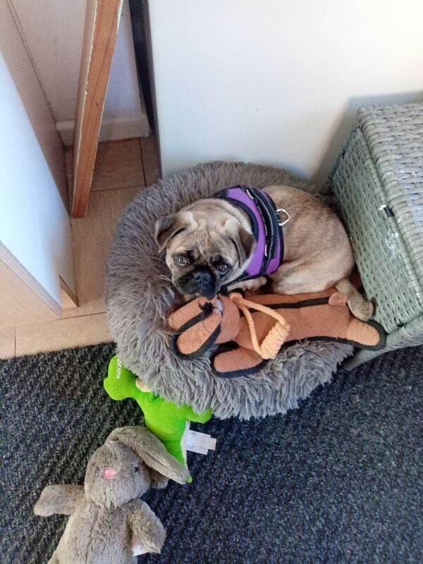 Pug - Image 2 of 3
