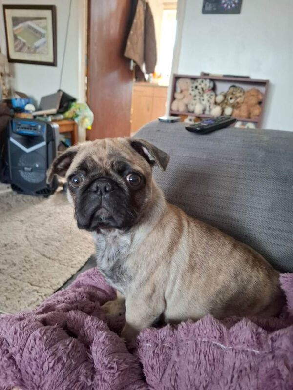 Pug - Image 3 of 3
