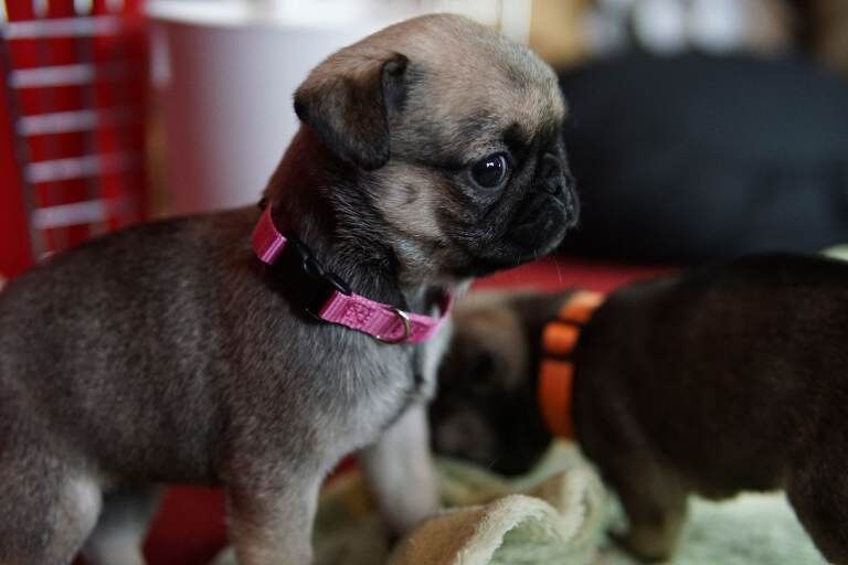 Pug