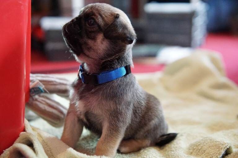 Pug - Image 2 of 5