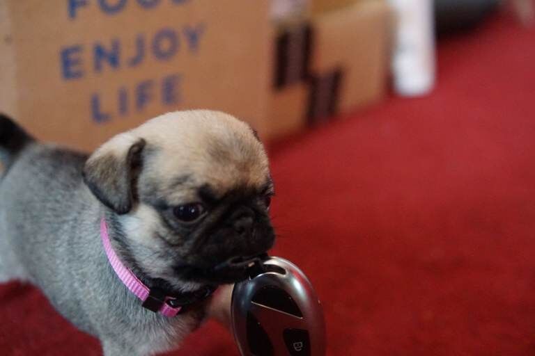 Pug - Image 3 of 5