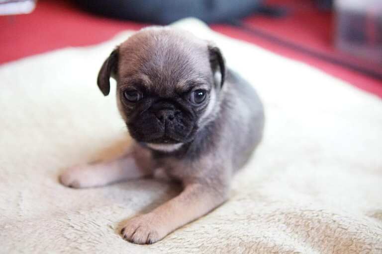 Pug - Image 4 of 5