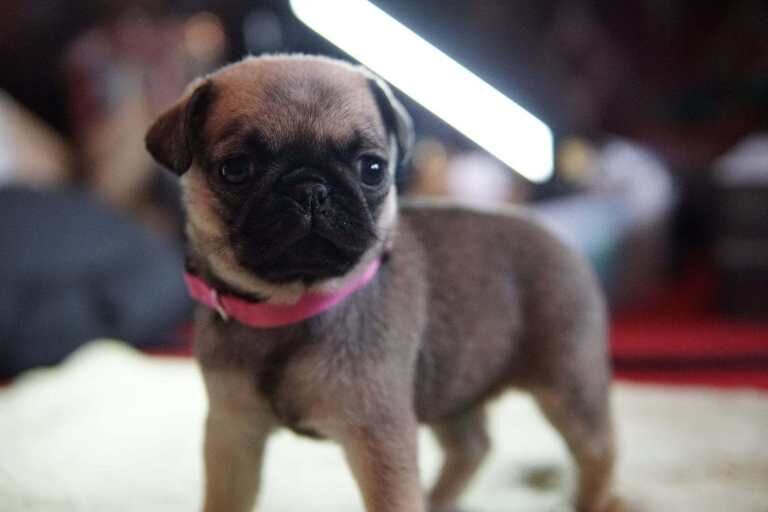 Pug - Image 5 of 5