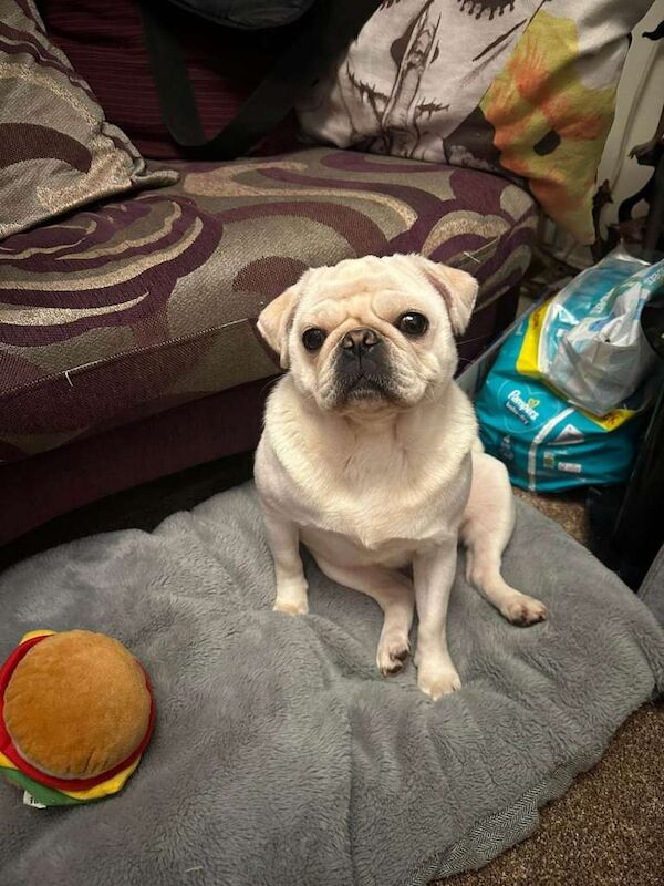 Pug Puppies For Sale
