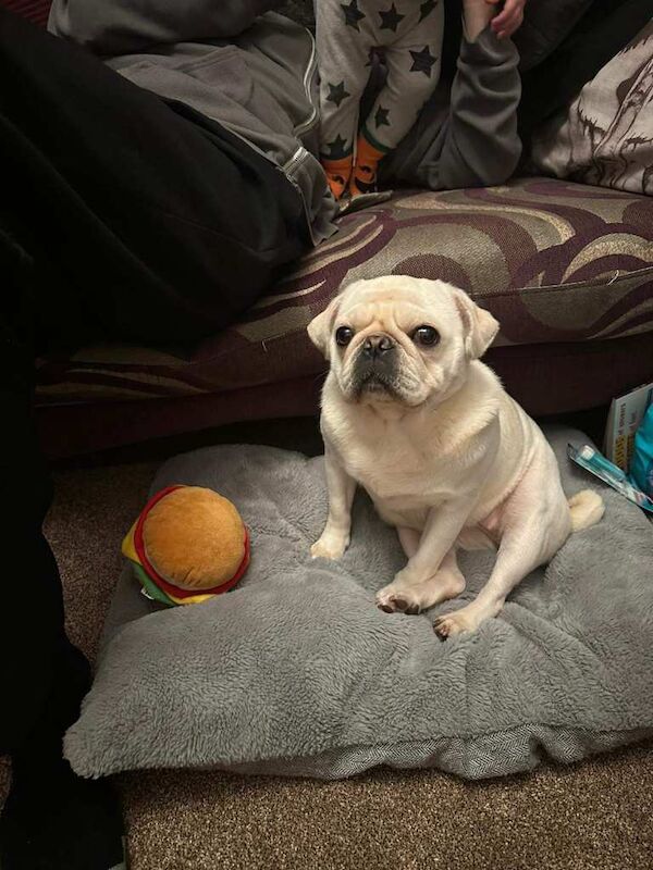 pug - Image 2 of 3